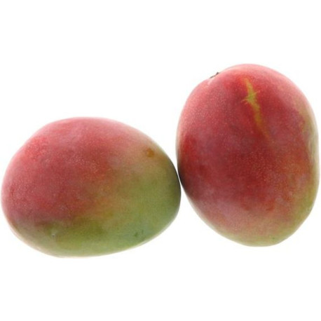 BIO MANGUE KENT 9PCS